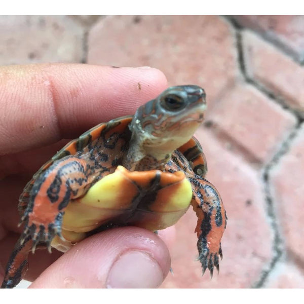 Honduran Wood Turtle - Hatchling (Rhinoclemmys pulcherrima incisa)