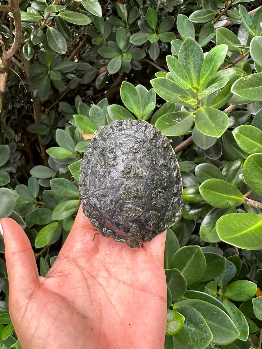 Argentine Side Necked Turtle - 4 Inch (Phrynops hilarii ...