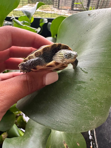 Chinese Golden Thread Turtle Hatchlings (Ocadia sinensis)