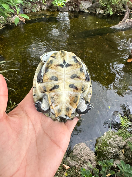 Argentine Side Necked Turtle - 4 Inch (Phrynops hilarii)