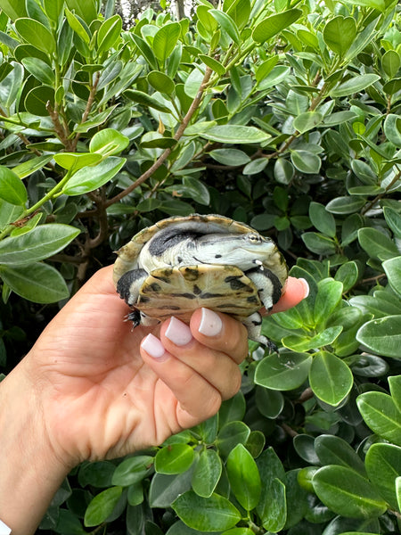 Argentine Side Necked Turtle - 4 Inch (Phrynops hilarii)