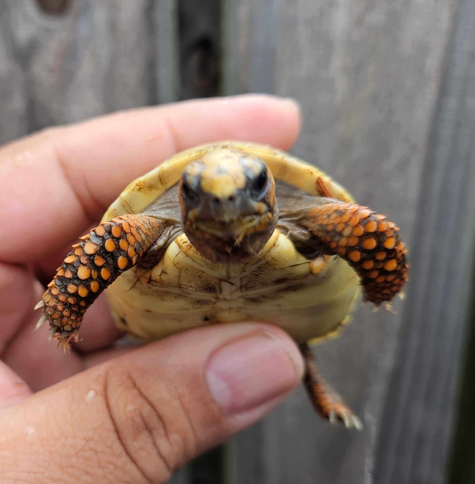 Hypo Redfoot 2-3 Inch (Chelonoidis carbonarius)