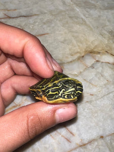 Screamer Florida Red Belly Turtle (Pseudemys nelsoni)