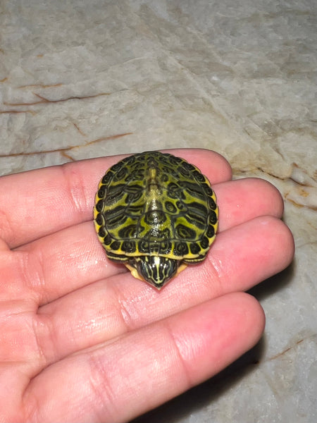 Screamer Florida Red Belly Turtle (Pseudemys nelsoni)