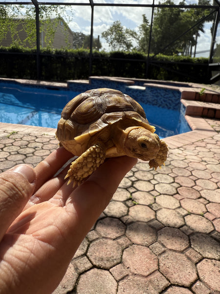 Sulcata Tortoise (Centrochelys sulcata) 3-4 inch