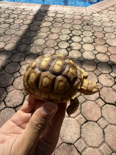 Sulcata Tortoise (Centrochelys sulcata) 3-4 inch