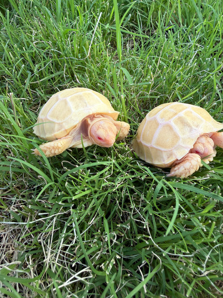 ALBINO Sulcata Tortoise (Centrochelys sulcata) Hatchling