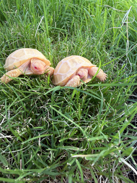 ALBINO Sulcata Tortoise (Centrochelys sulcata) Hatchling