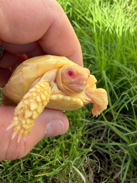 ALBINO Sulcata Tortoise (Centrochelys sulcata) Hatchling