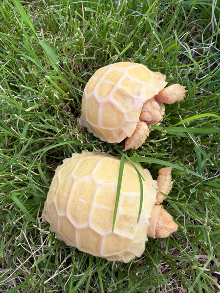 ALBINO Sulcata Tortoise (Centrochelys sulcata) Hatchling