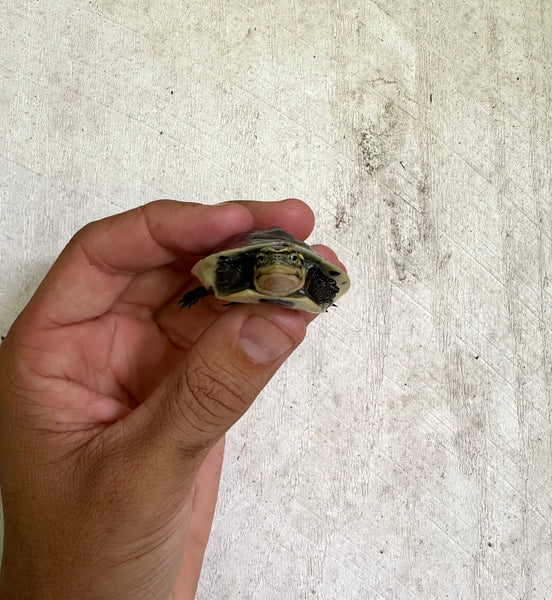 Asian Box Turtle (Cuora amboinensis)