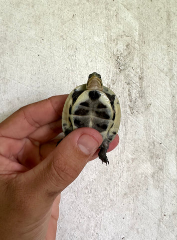 Asian Box Turtle (Cuora amboinensis)