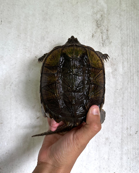 Common Snapping Turtle -(Chelydra serpentina)