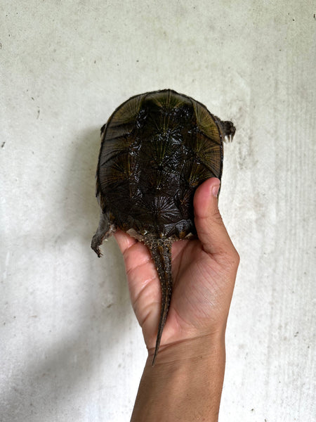 Common Snapping Turtle -(Chelydra serpentina)