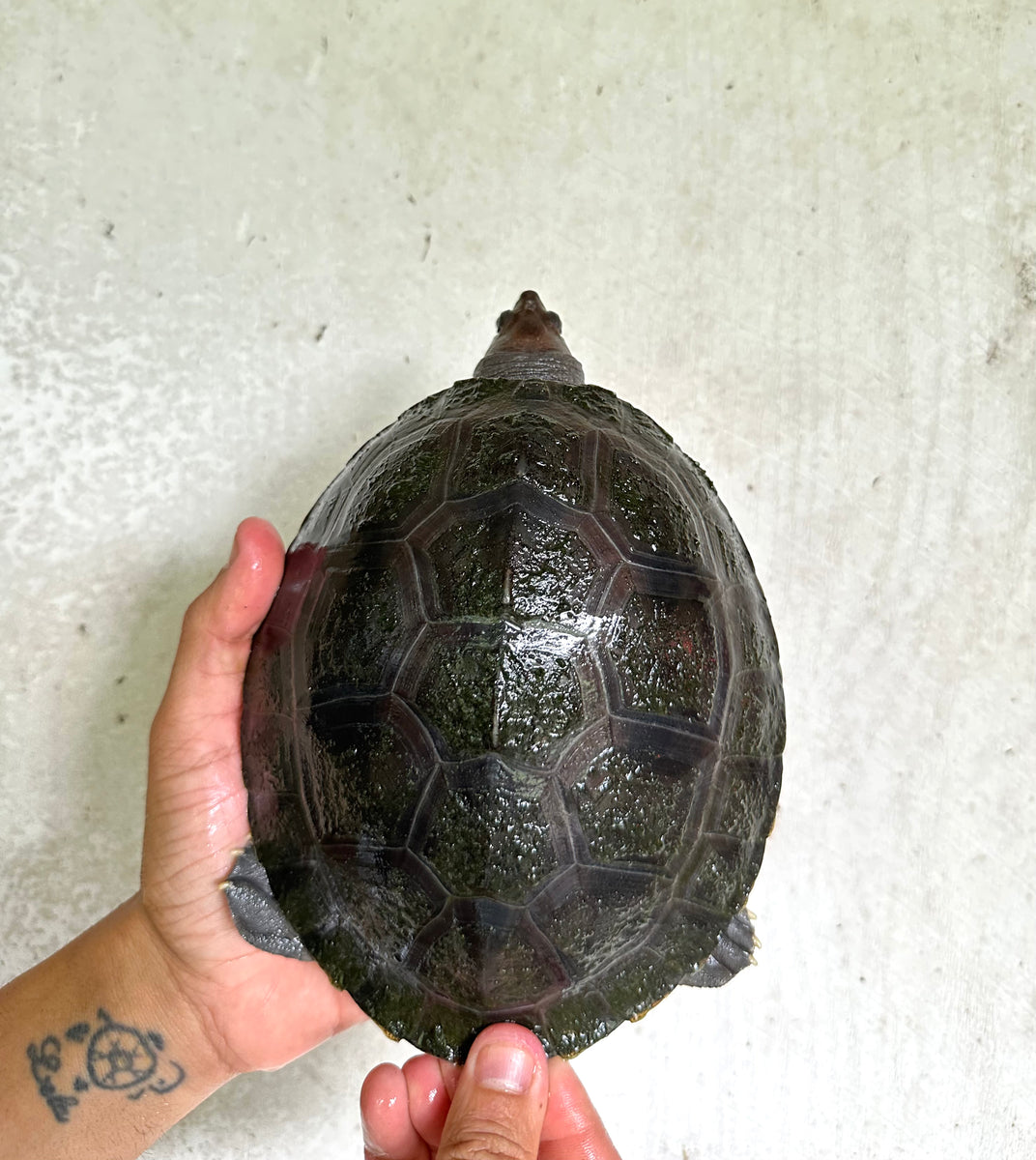 Painted River Terrapin 6-8 Inches (Callagur Borneoensis ...