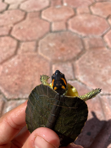 Spotted Legged Turtle (Rhinoclemmys punctularia)