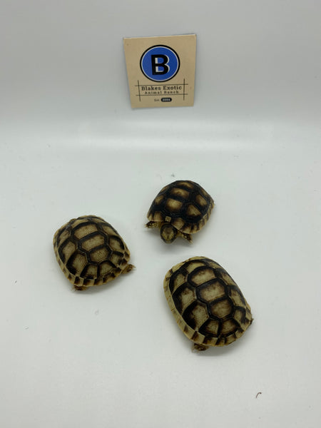 Marginated Tortoise (testudo marginata)