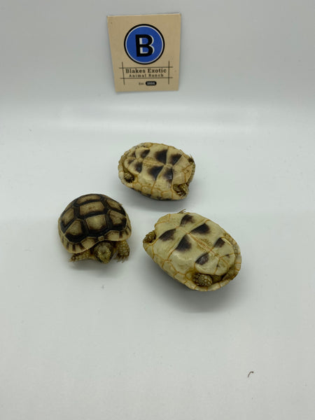 Marginated Tortoise (testudo marginata)