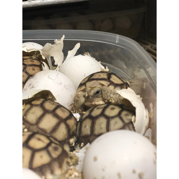 Sulcata Tortoise (Centrochelys sulcata)