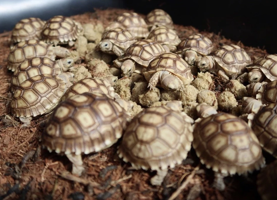 succulent tortoise for sale Sulcata Tortoise (Centrochelys sulcata) Hatchling – blakesexoticanimalranch