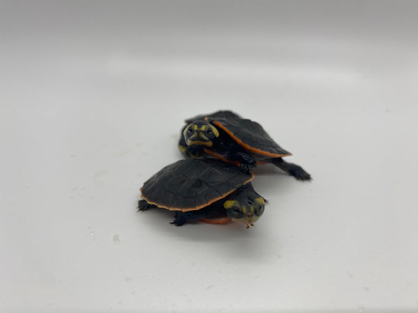 Pink Belly Side Necked Turtle Hatchlings (Emydura subglobosa)