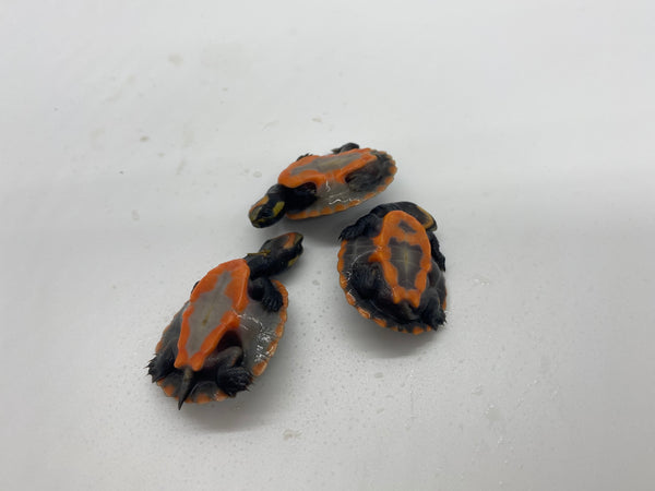 Pink Belly Side Necked Turtle Hatchlings (Emydura subglobosa)