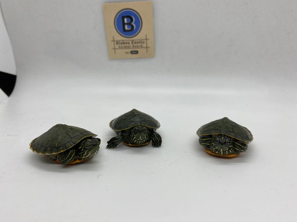 Northern Red-Bellied Cooter Turtle Hatchlings (Pseudemys Rubriventris)