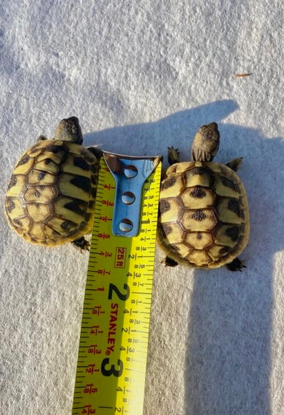 Eastern Herman Tortoise Hatchlings (Testudo hermanni boettgeri)
