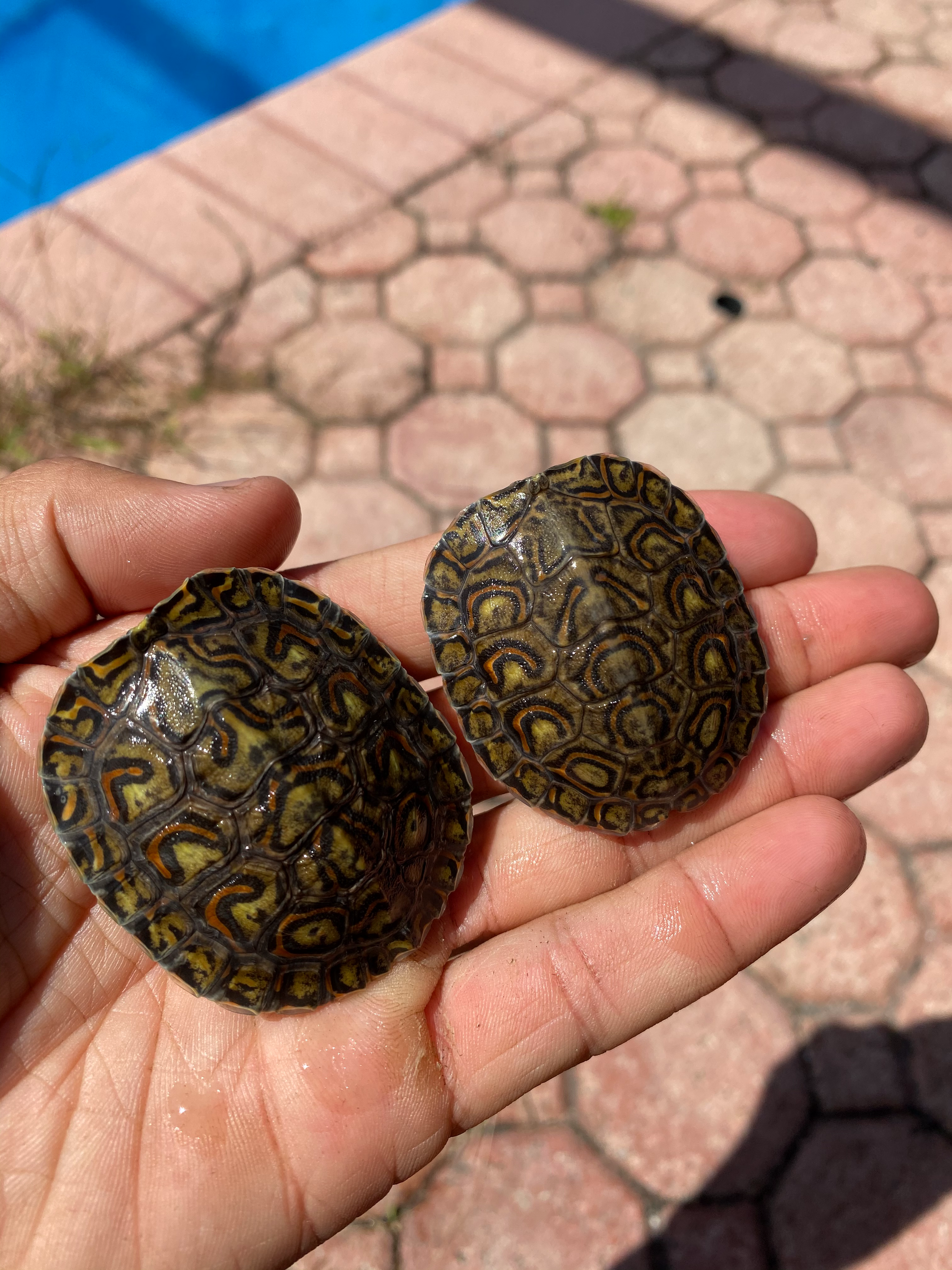 Central American Wood Turtle - 2-3 inches (Rhinoclemmys