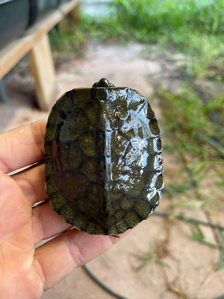 Wood Turtle Shell
