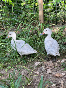 Silver Bahama Pintail (Anas bahamensis)