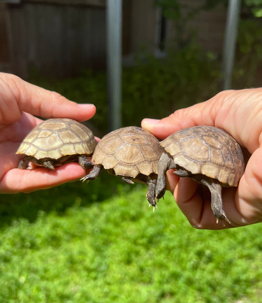 Elongated Tortoise Hatchlings (Indotestudo elongata)