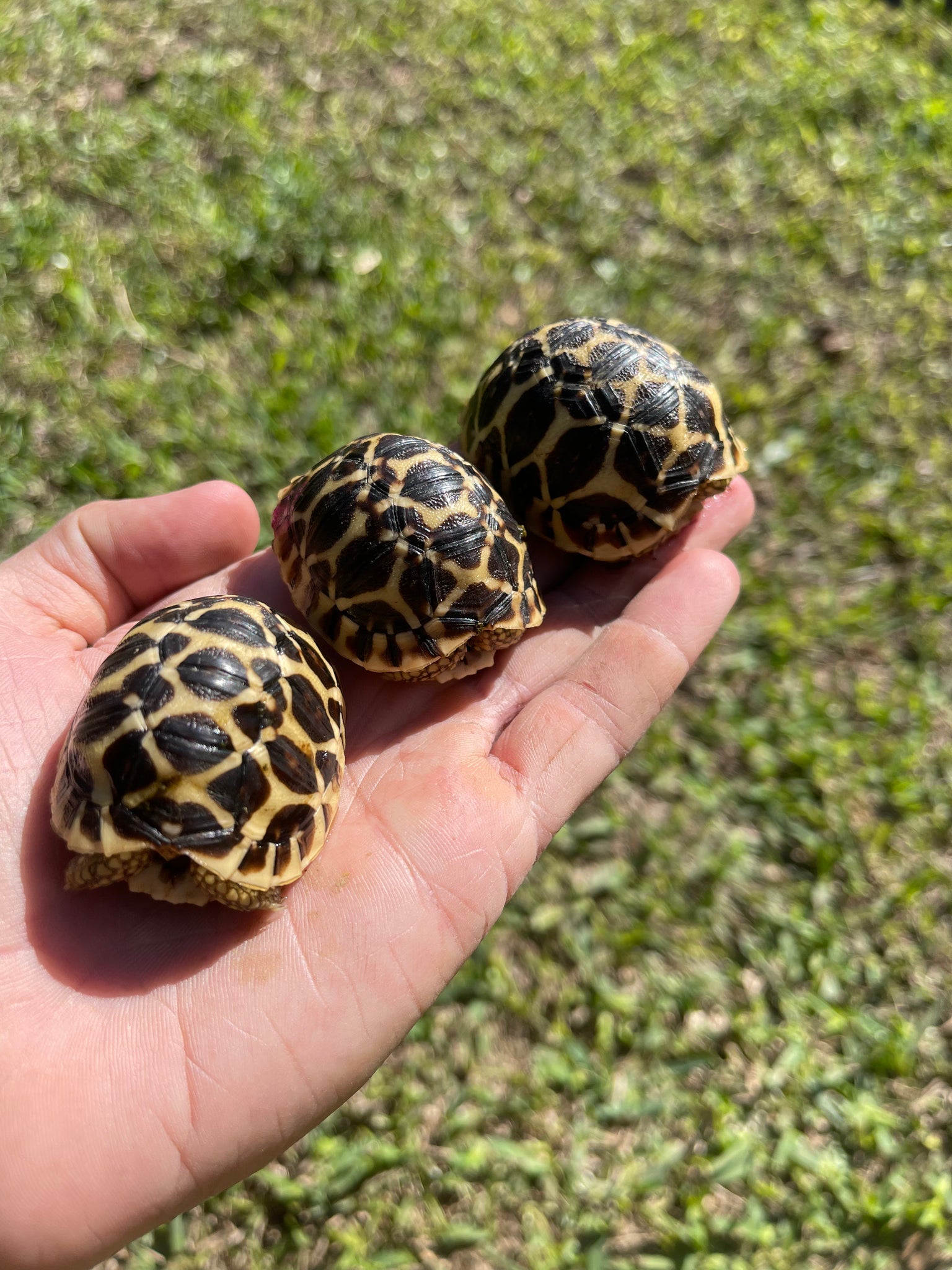Sri Lankan Star Tortoise (Geochelone Elegans)