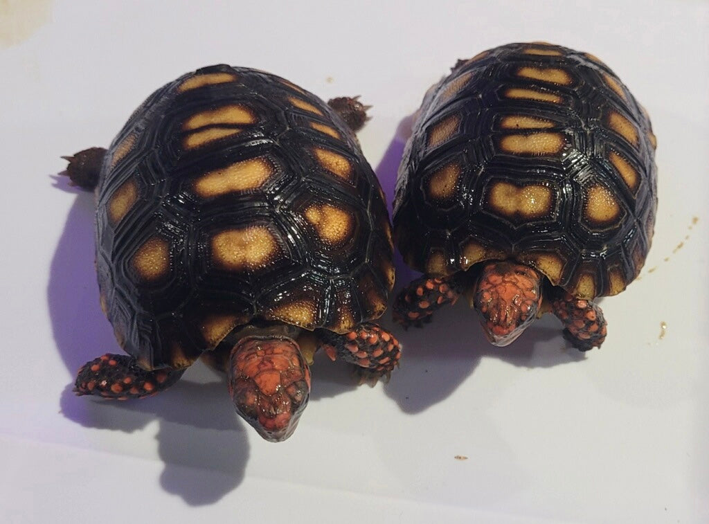 Light Colored - Pure Red Brazilian Cherry Head Redfoot Tortoise-6 Month Old (Geochelone carbonaria)
