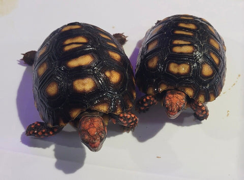 Light Colored - Pure Red Brazilian Cherry Head Redfoot Tortoise-6 Month Old (Geochelone carbonaria)