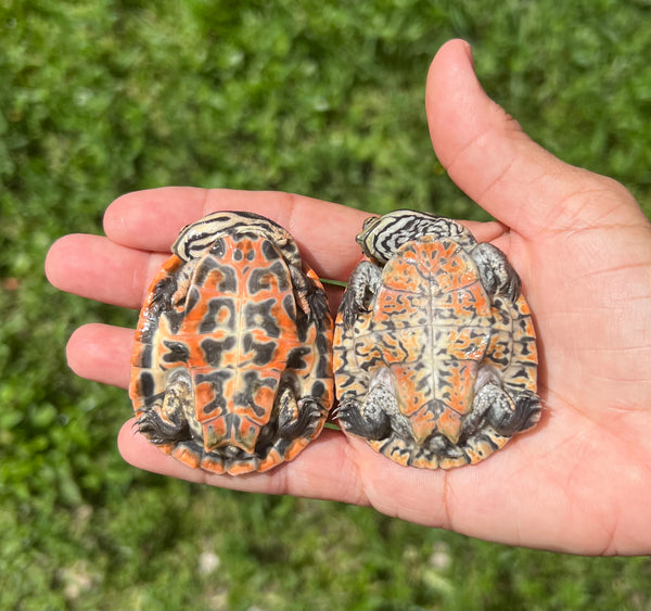 Geoffroy's Side Necked Turtle Hatchlings (Phrynops geoffroanus)