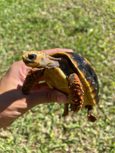 Red Foot Tortoise (Chelonoidis carbonarius)