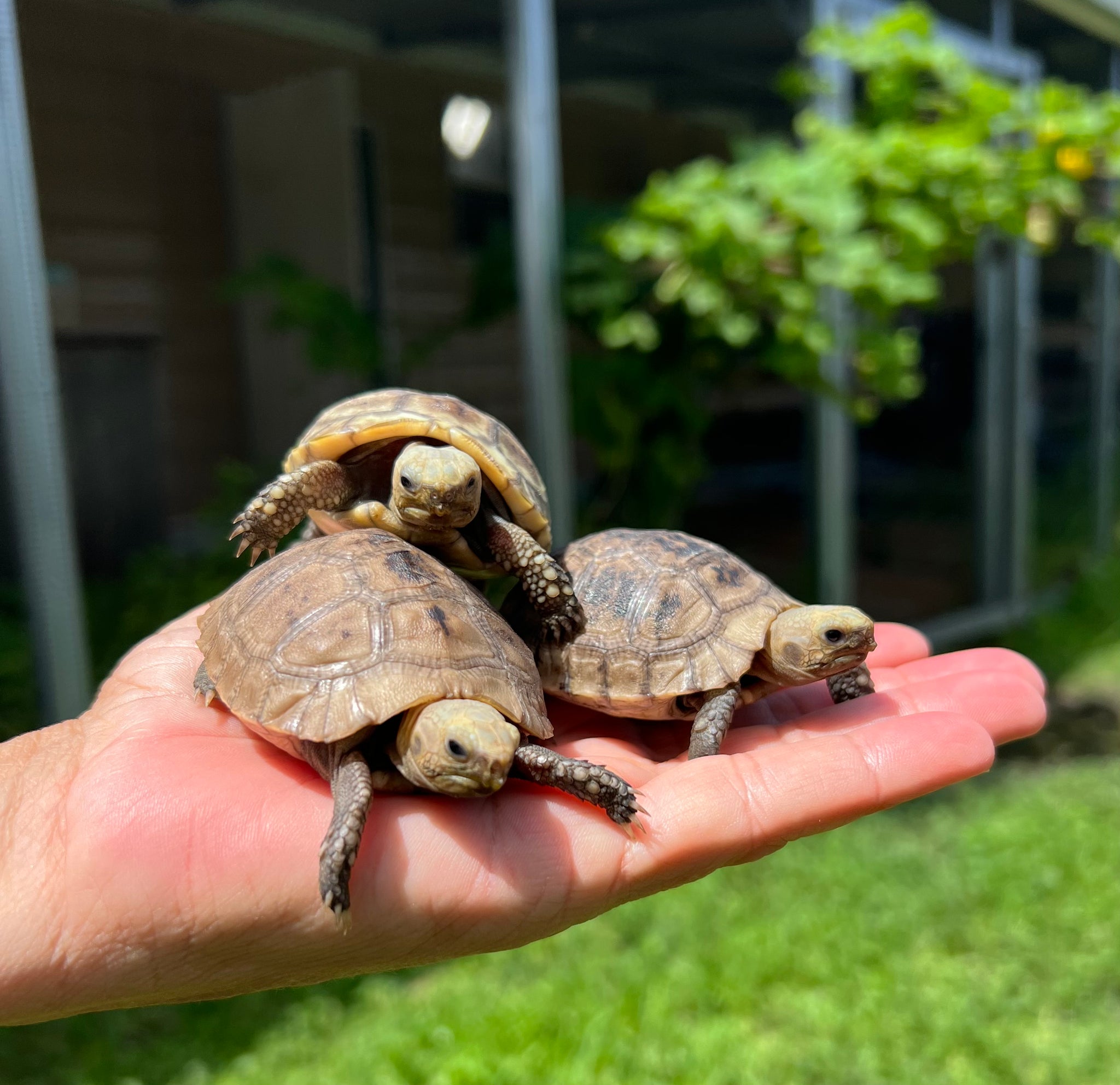 Elongated Tortoise Hatchlings (Indotestudo elongata)