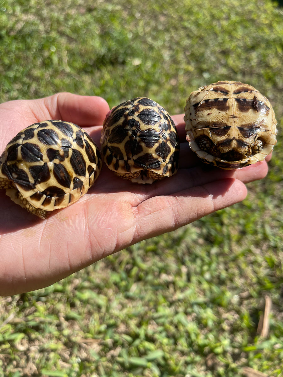 Sri Lankan Star Tortoise (Geochelone Elegans) – blakesexoticanimalranch