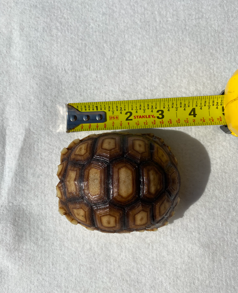 Sulcata Tortoise (Centrochelys sulcata)